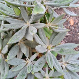 Rhododendron pseudochrysanthum (Cox)