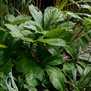 Rodgersia 'Spitzentaenzerin'