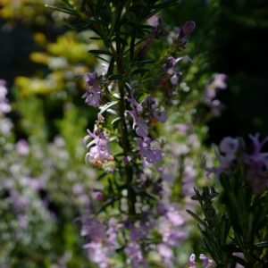 Rosmarinus officinalis 'Majorca Pink'