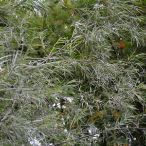 Salix exigua