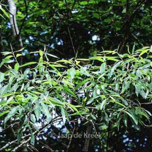 Salix nigra