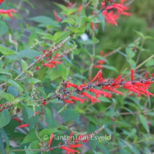 Salvia elegans 'Scarlet Pineapple'