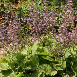 Salvia forskaohlei