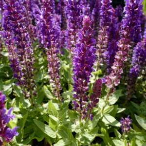 Salvia nemorosa 'Sensation Compact Deep Blue'