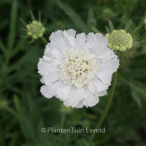Scabiosa caucasica 'Miss Willmott'