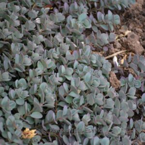 Sedum cauticola