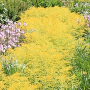 Solidago 'Golden Mosa'