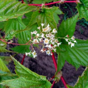 Stephanandra chinensis