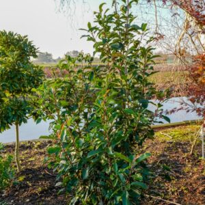 Photinia formosana 'Aureo-fructo'