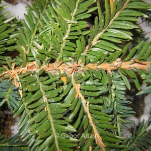Taxus hunnewelliana