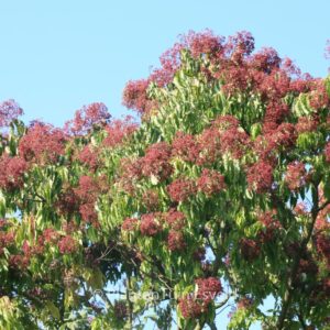 Tetradium daniellii hupehensis