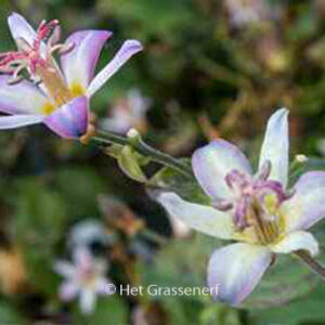 Tricyrtis hirta 'Tojen'
