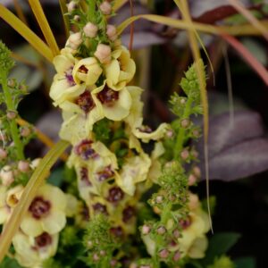 Verbascum 'Dark Eyes'