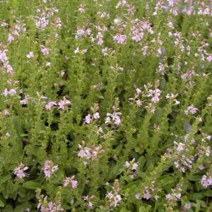 Veronica cantiana 'Kentish Pink'