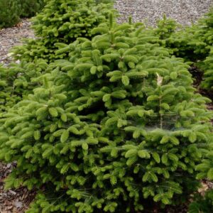 Abies cephalonica 'Meyer's Dwarf'