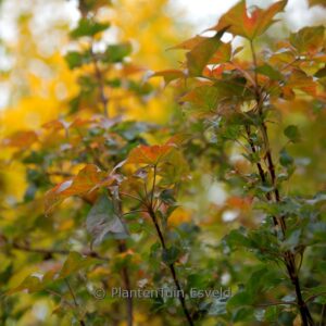 Acer 'Ample Surprise'
