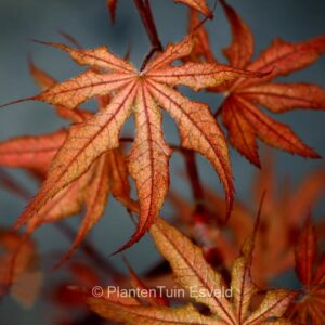 Acer palmatum 'Dark Ghost'