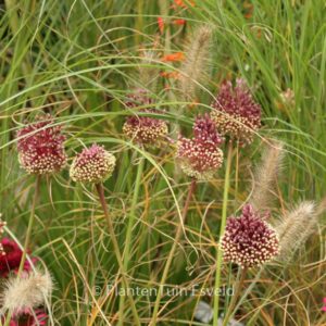 Allium amethystinum 'Red Mohican'