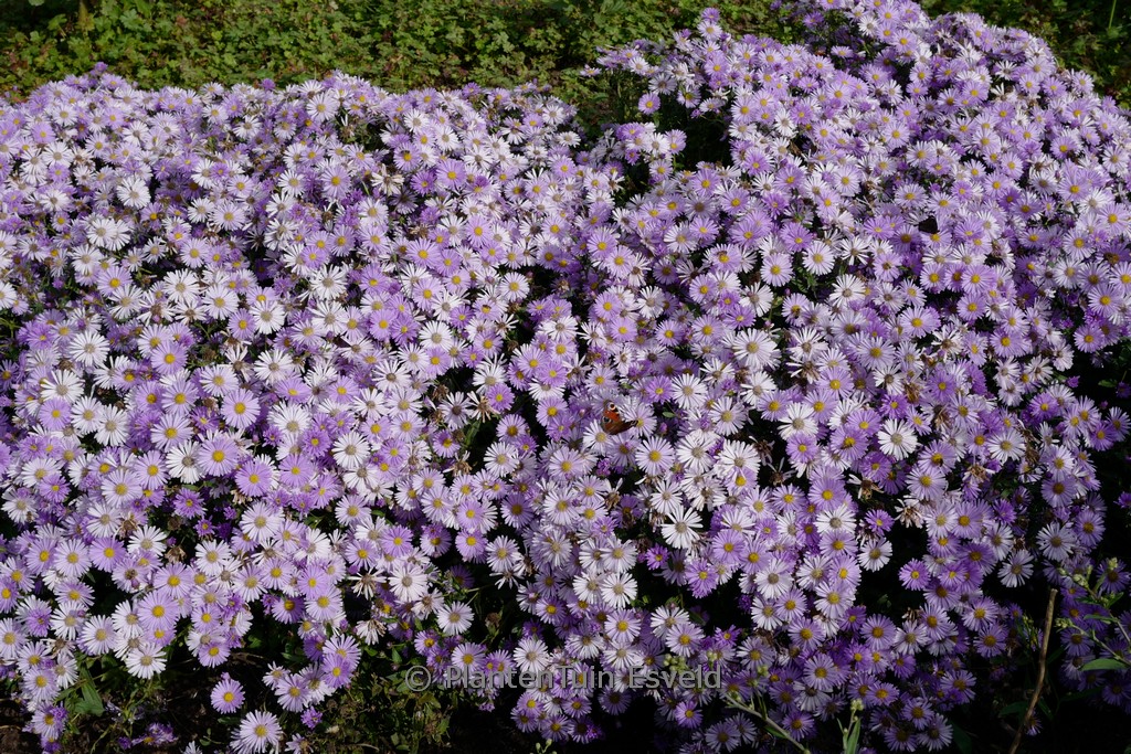 Aster 'JS Bart's Blue Beauty'