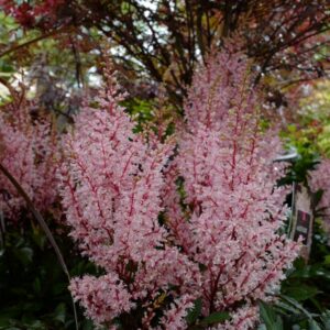 Astilbe 'Look At Me'