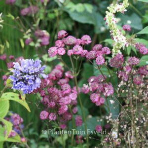 Astrantia major 'Rubra'