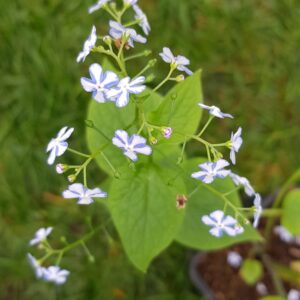 Brunnera macrophylla 'Starry Eyes'