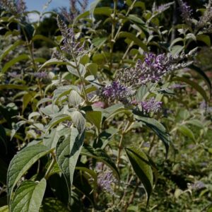 Buddleja delavayi