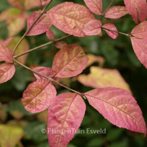 Callicarpa japonica