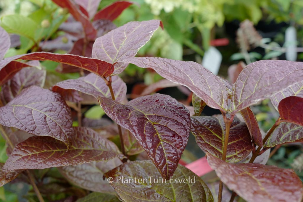 Calycanthus floridus 'Foxy Lady'