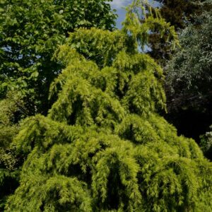 Cedrus deodara 'Aurea'