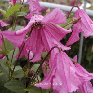 Clematis 'Heather Herschell'