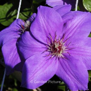 Clematis 'Princess of Wales'