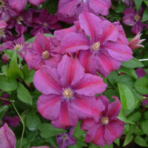 Clematis 'Rahvarinne'
