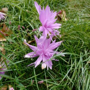 Colchicum 'Waterlily'