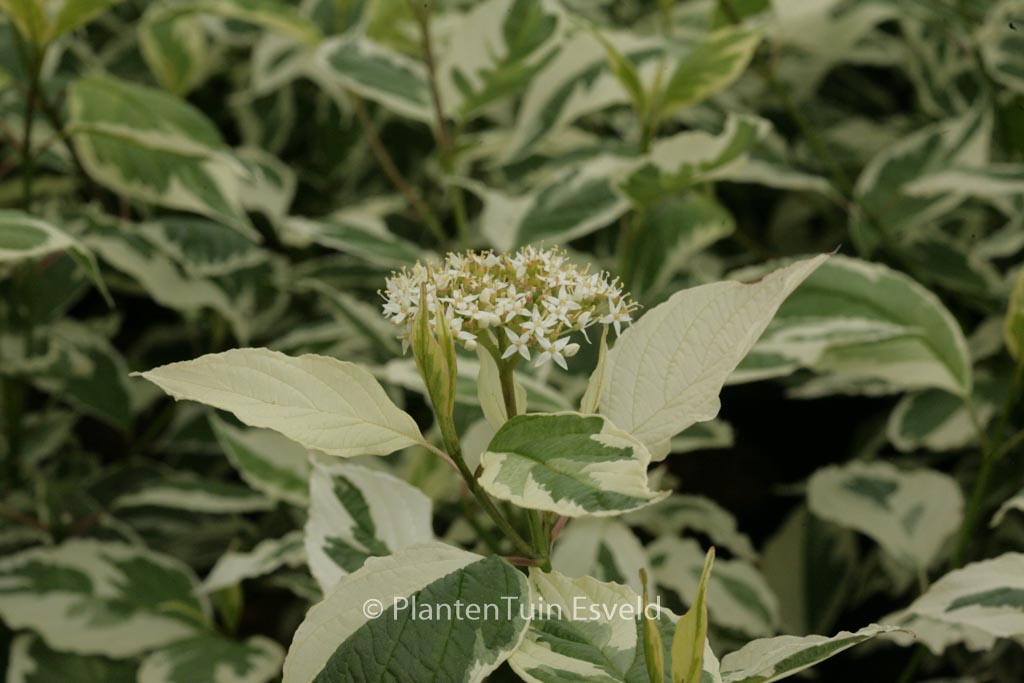 Cornus alba 'Sibirica Variegata'