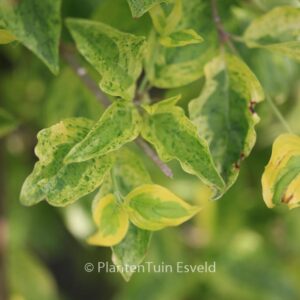 Cornus mas 'Aurea Elegantissima'