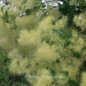 Cotinus coggygria 'Kanari'