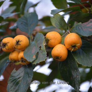 Crataegus pubescens f. stipulacea