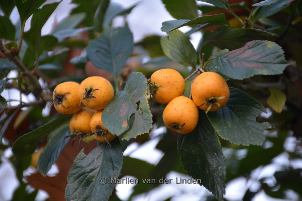 Crataegus pubescens f. stipulacea
