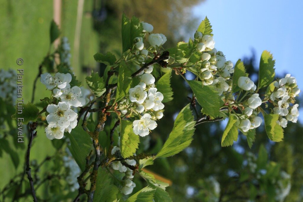 Crataegus submollis