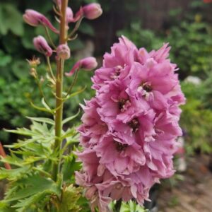 Delphinium 'Pure White' (MAGIC FOUNTAINS)