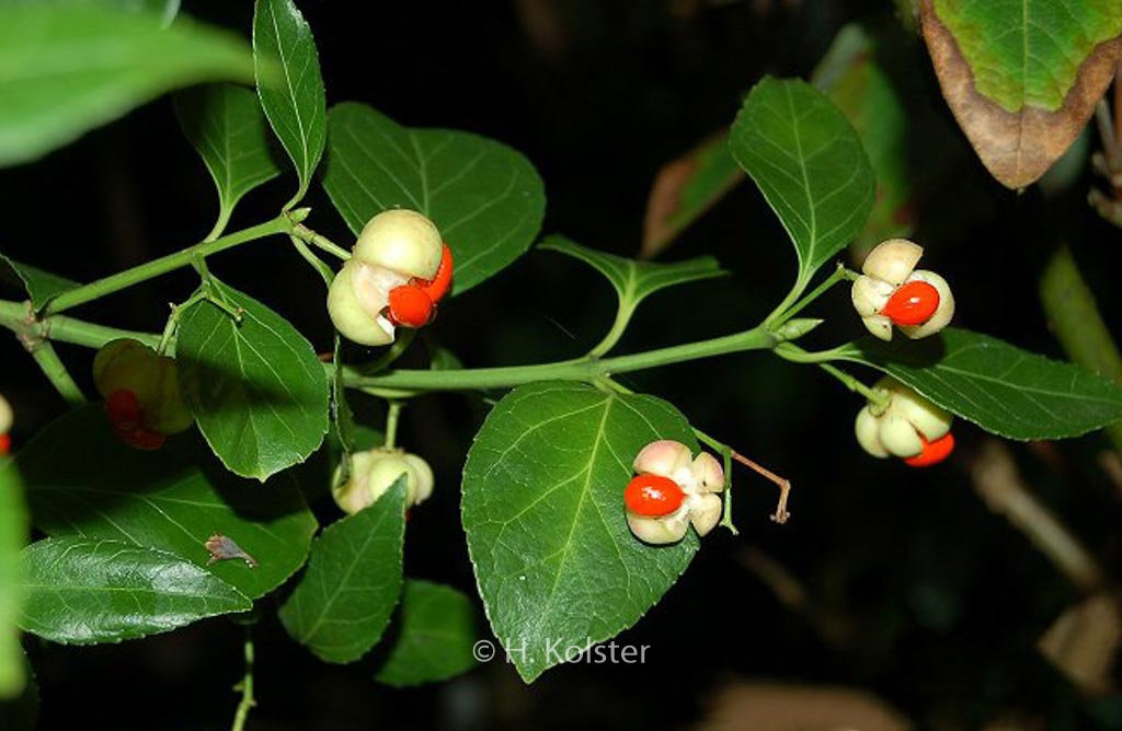 Euonymus tonkinensis