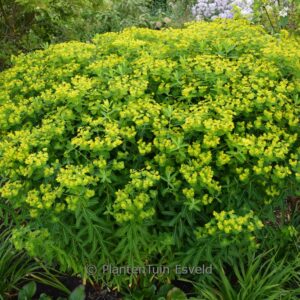 Euphorbia cornigera