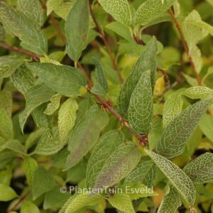 Forsythia viridissima 'Kumson'