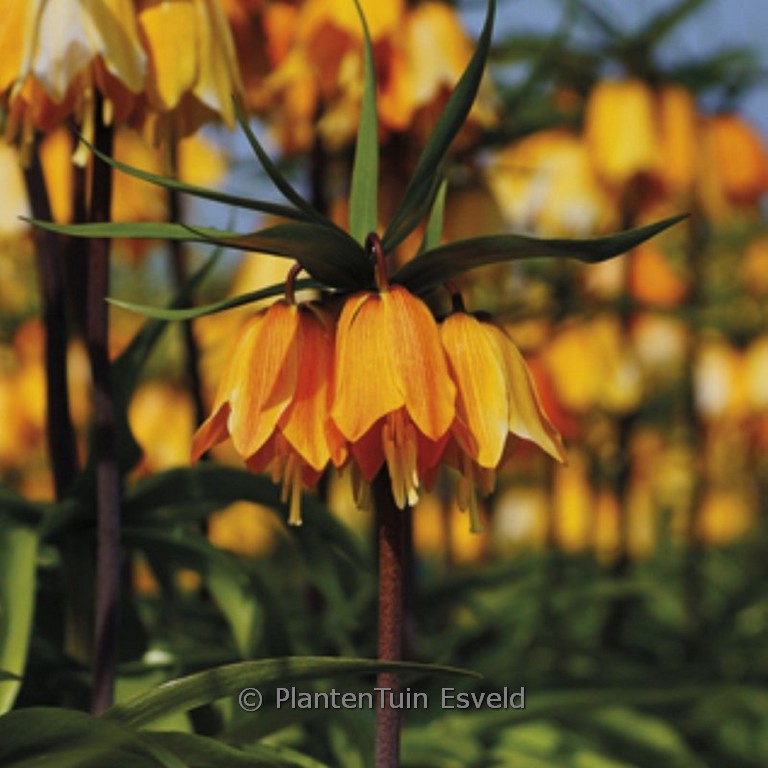 Fritillaria imperialis 'Early Dream'