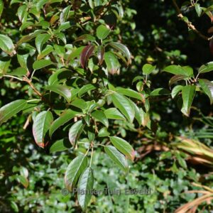 Fuchsia excorticata