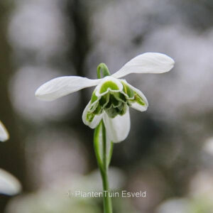 Galanthus 'Dionysus'