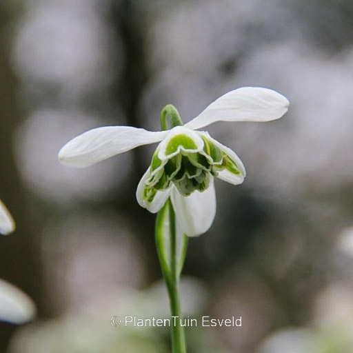 Galanthus 'Dionysus'
