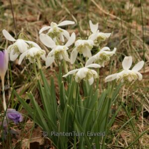 Galanthus nivalis 'Flore Pleno'