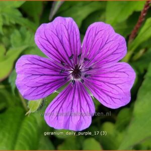 Geranium 'Daily Purple'